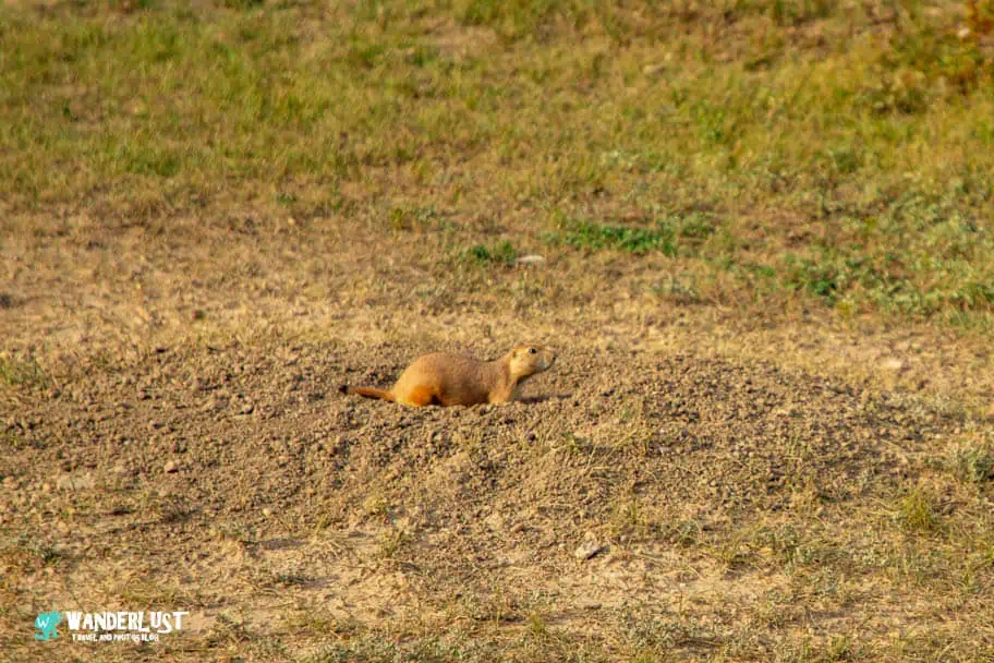 Prairie Dog Towns Prairie Dog Towns