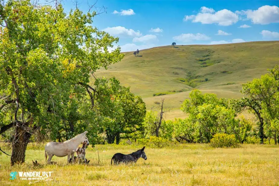 Custer State Park guide