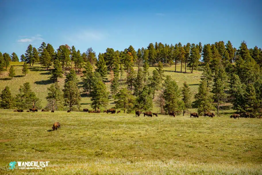 Custer State Park Custer State Park