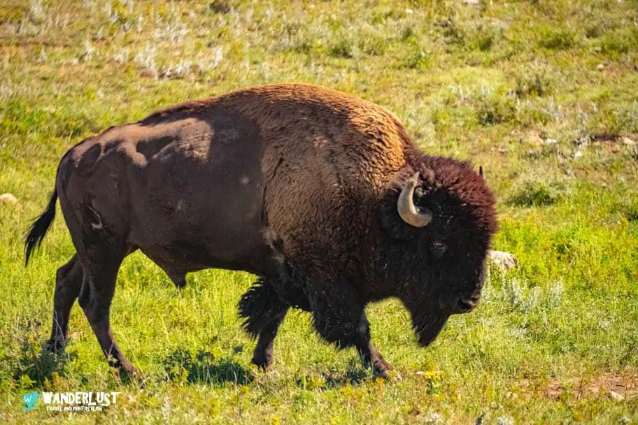 Custer State Park guide