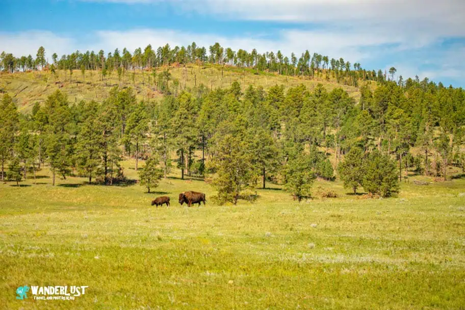 Custer State Park guide