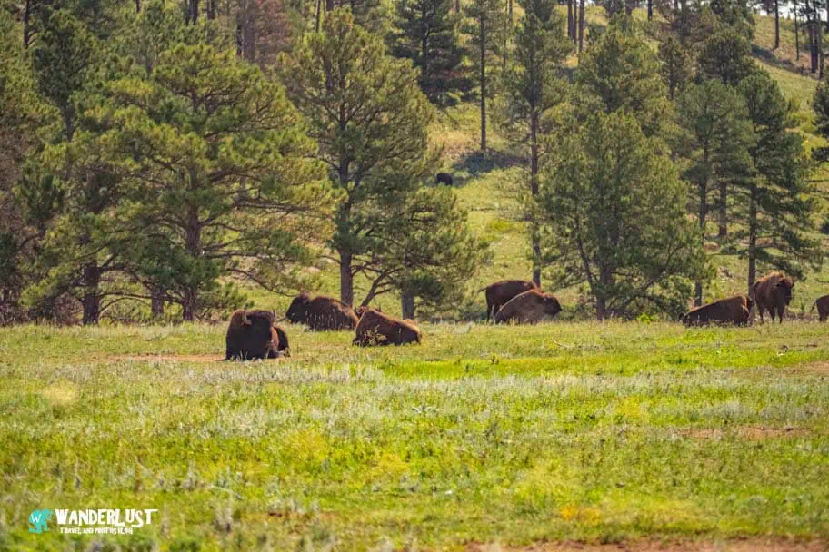 Custer State Park guide