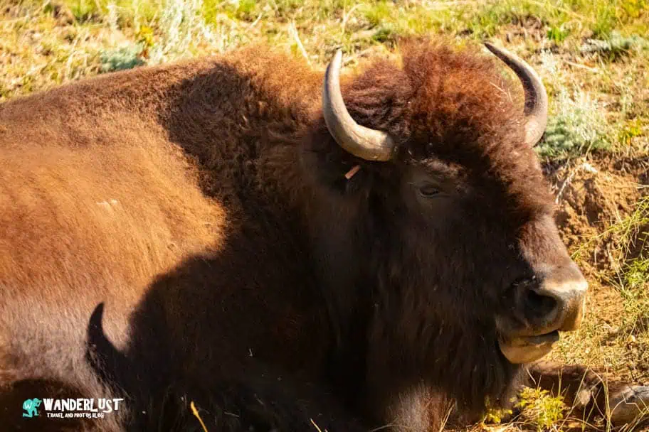Custer State Park guide