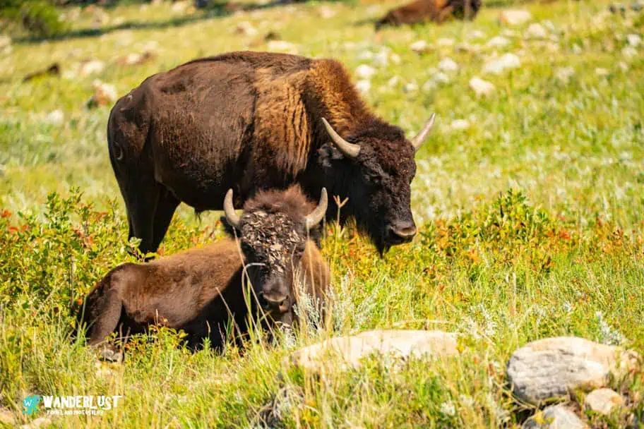 Custer State Park guide