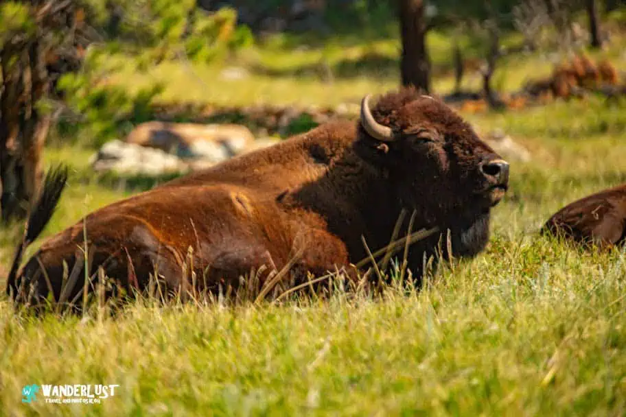 The Bison Center The Bison Center