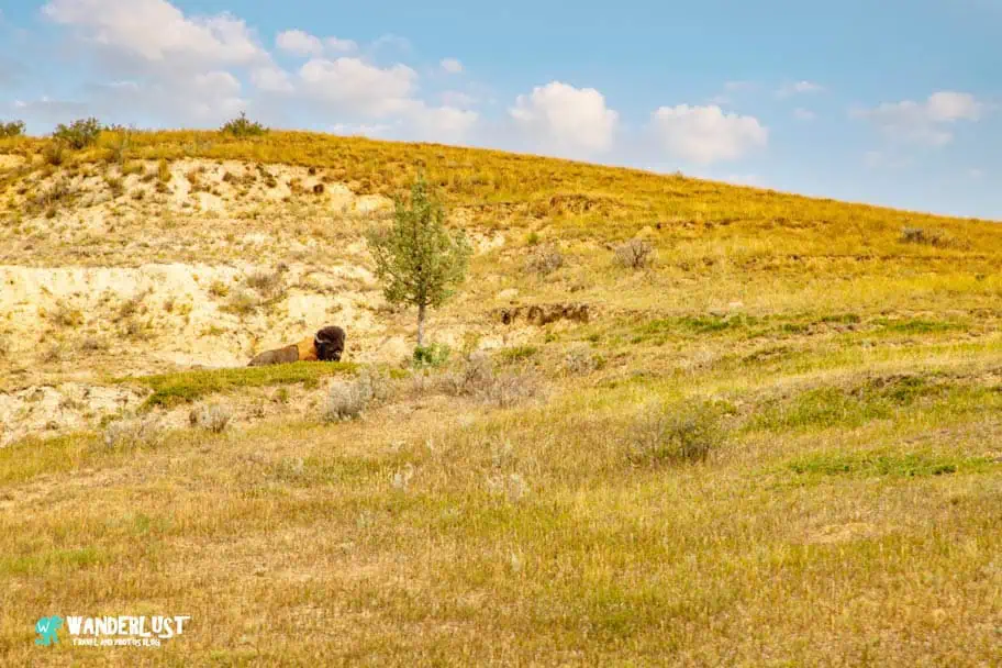 Theodore Roosevelt National Park