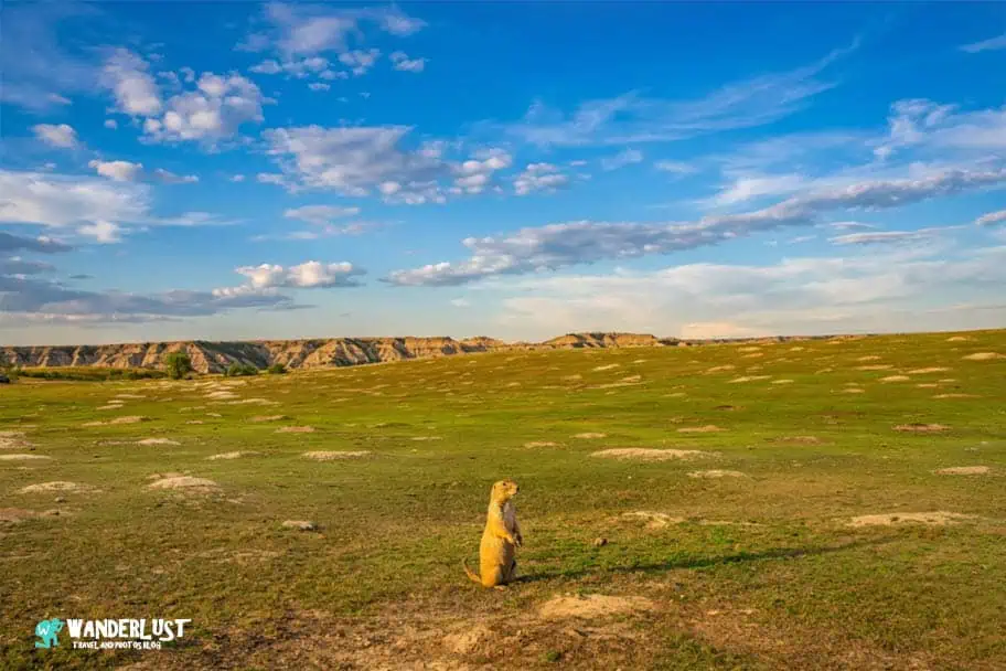 Prairie Dog Towns