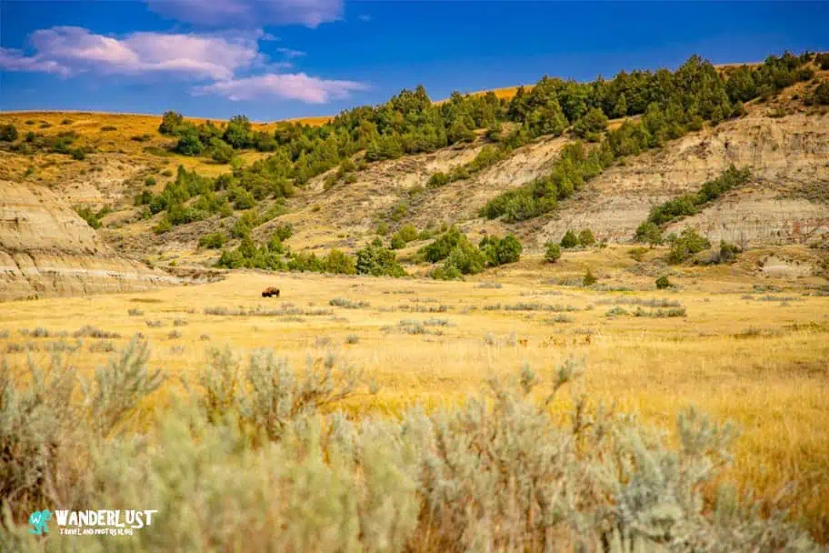 Theodore Roosevelt National Park