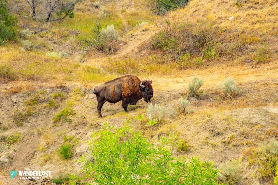 Wildlife Viewing